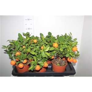 Citr Microcarpa 3 Fruits