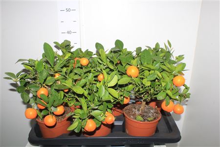 <h4>Citr Microcarpa 3 Fruits</h4>