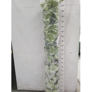 Ficus lyrata 'Bambino'