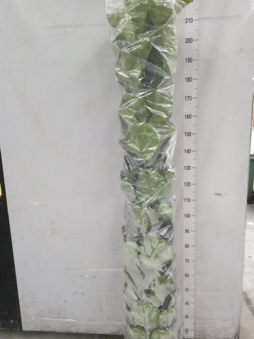 <h4>Ficus lyrata 'Bambino'</h4>