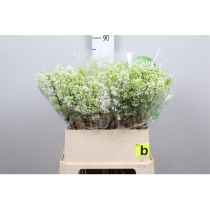 Syr V Mme Fl Stepman 4+