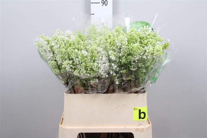 <h4>Syr V Mme Fl Stepman 4+</h4>