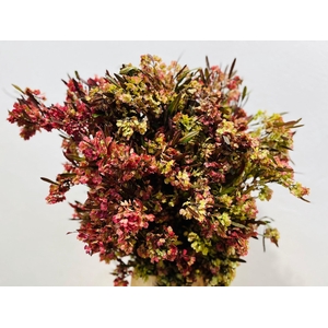 Dodonaea (per bunch)