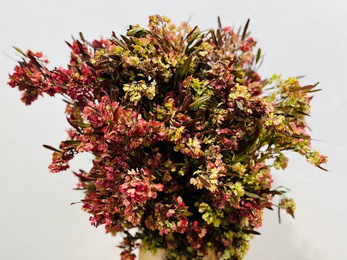 <h4>Dodonaea (per bunch)</h4>