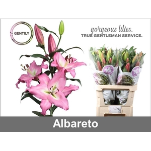 ALBARETO 2