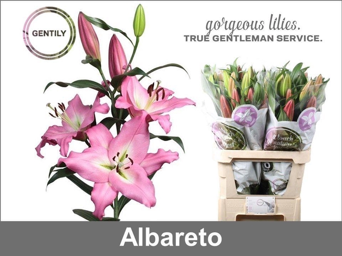 <h4>ALBARETO 2</h4>