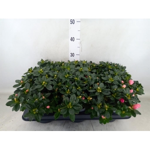 Rhododendron sim. 'Vogel Luntera'