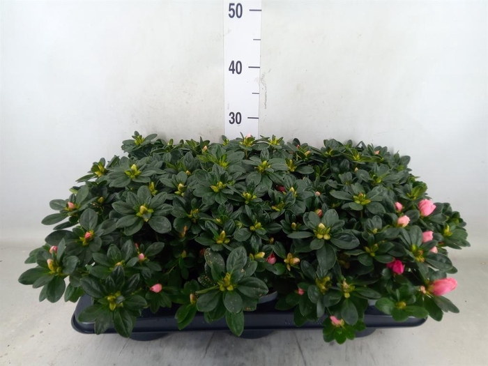 <h4>Rhododendron sim. 'Vogel Luntera'</h4>