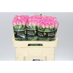 Rosa Gr Aqua Imp