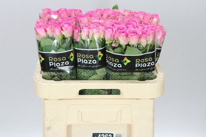 <h4>Rosa Gr Aqua Imp</h4>