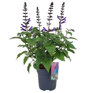 Salvia Salgoon Lake Blueberry donker blauw