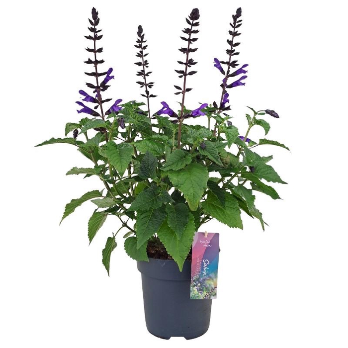 <h4>Salvia Salgoon Lake Blueberry donker blauw</h4>