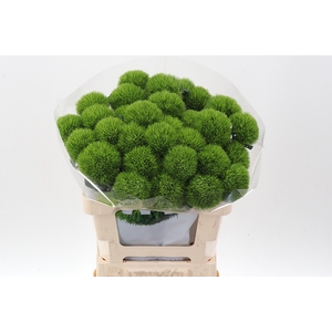 Di Barb Kiwi Mellow 60cm