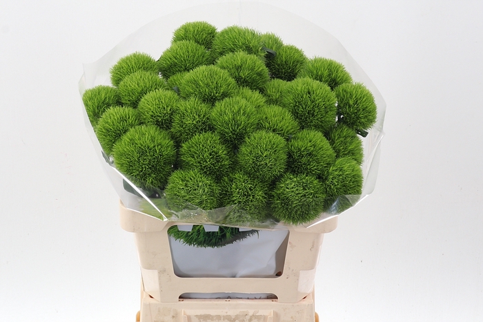 <h4>Di Barb Kiwi Mellow 60cm</h4>