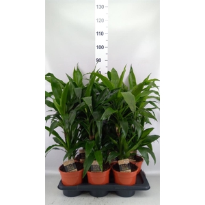 Dracaena frag. 'Janet Craig'