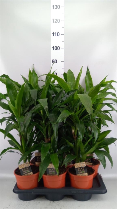 <h4>Dracaena frag. 'Janet Craig'</h4>