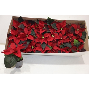 arr8 Euphor P Chr F Red