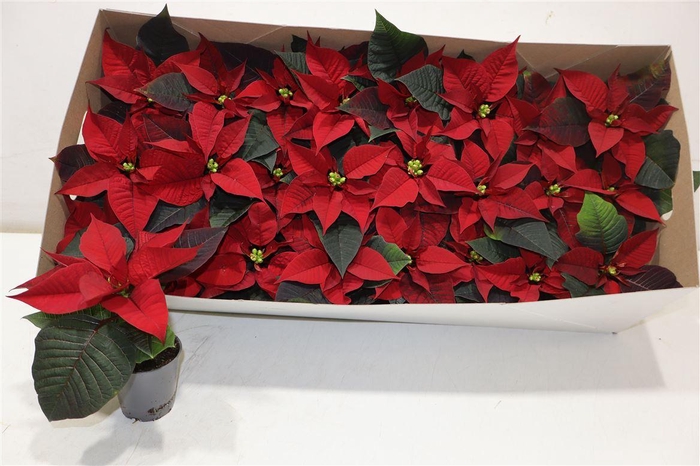 <h4>arr8 Euphor P Chr F Red</h4>