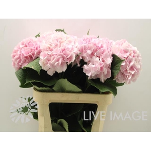 Hydrangea verena