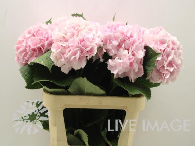 <h4>Hydrangea verena</h4>
