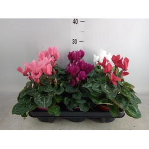 Cyclamen MD 'Allure'