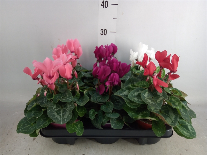 <h4>Cyclamen MD 'Allure'</h4>