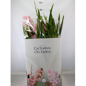 Cymbidium   ...