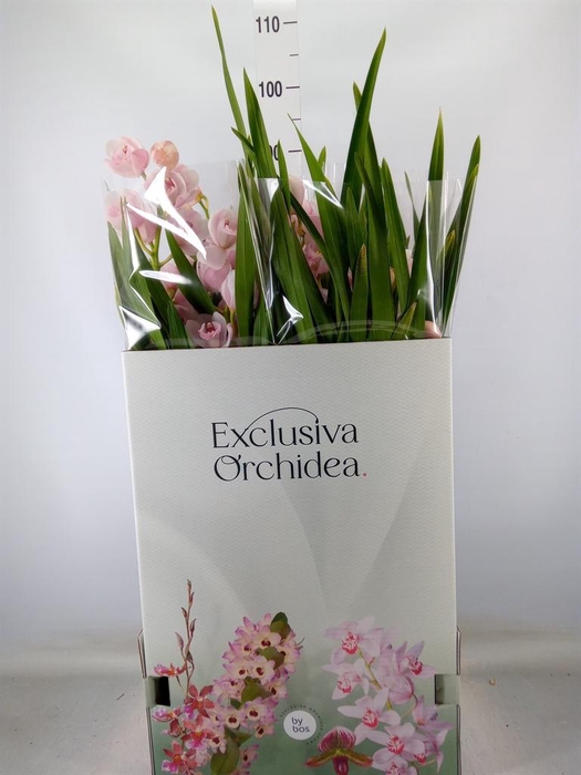 <h4>Cymbidium   ...</h4>