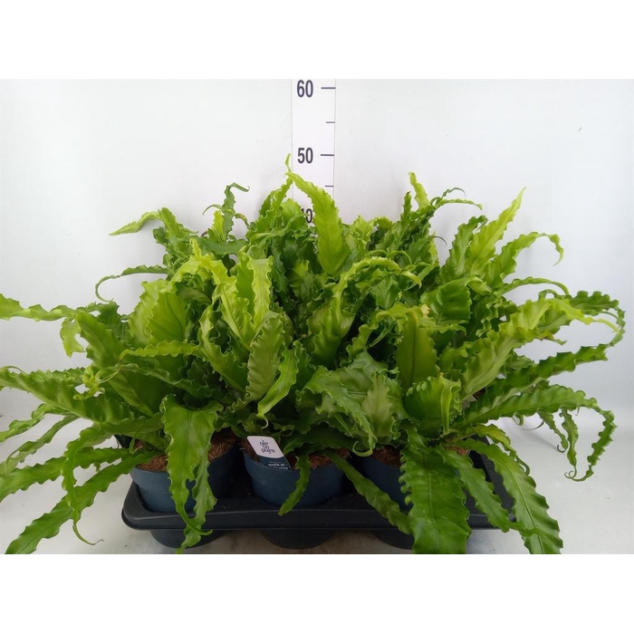 <h4>Asplenium antiquum 'Osaka'</h4>