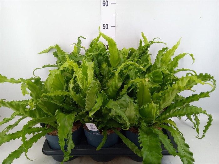 Asplenium antiquum 'Osaka'