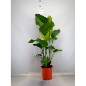 Strelitzia nicolai