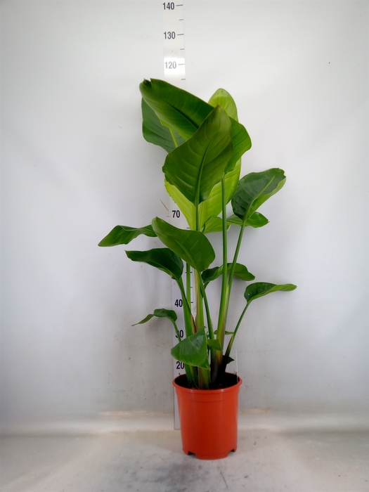 <h4>Strelitzia nicolai</h4>