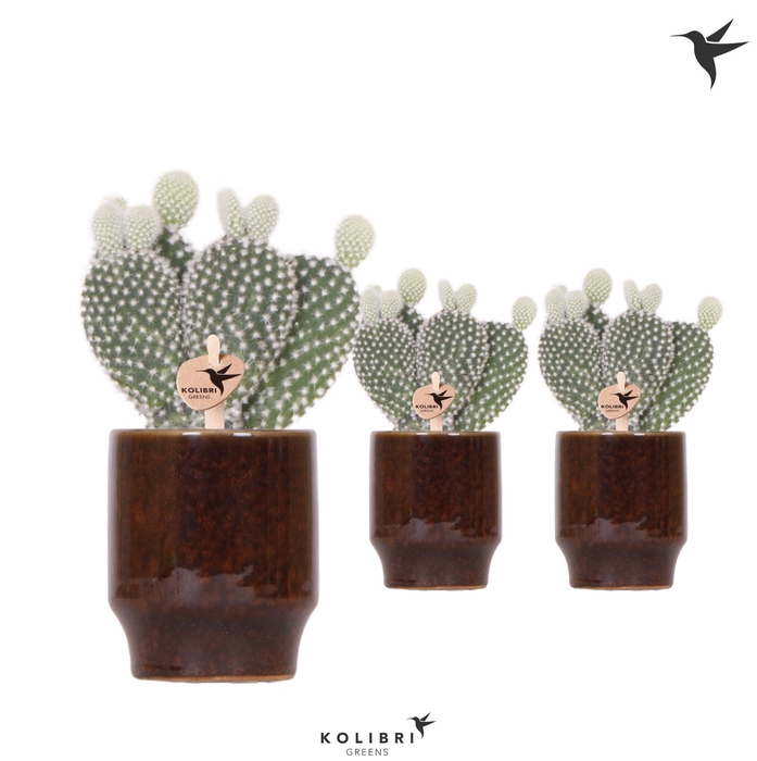 <h4>Kolibri Greens Opuntia white in Classy pot brown</h4>