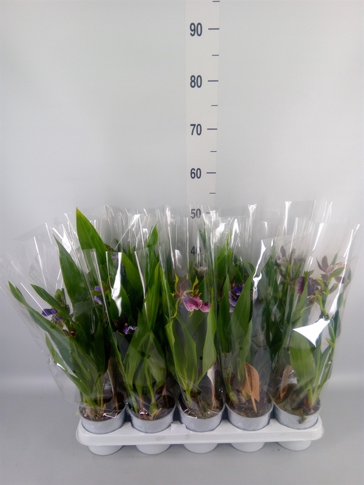 <h4>Zygopetalum  'Louisendorf'</h4>
