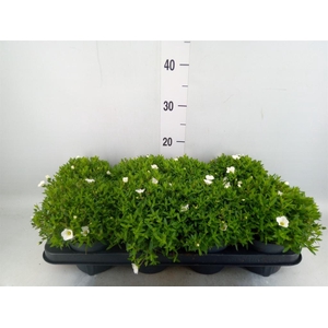 Arenaria montana 'Summer White'