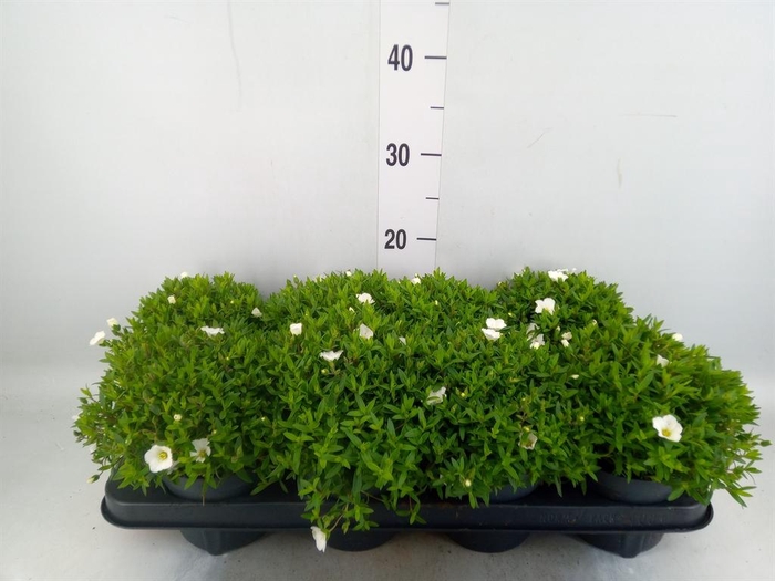 <h4>Arenaria montana 'Summer White'</h4>