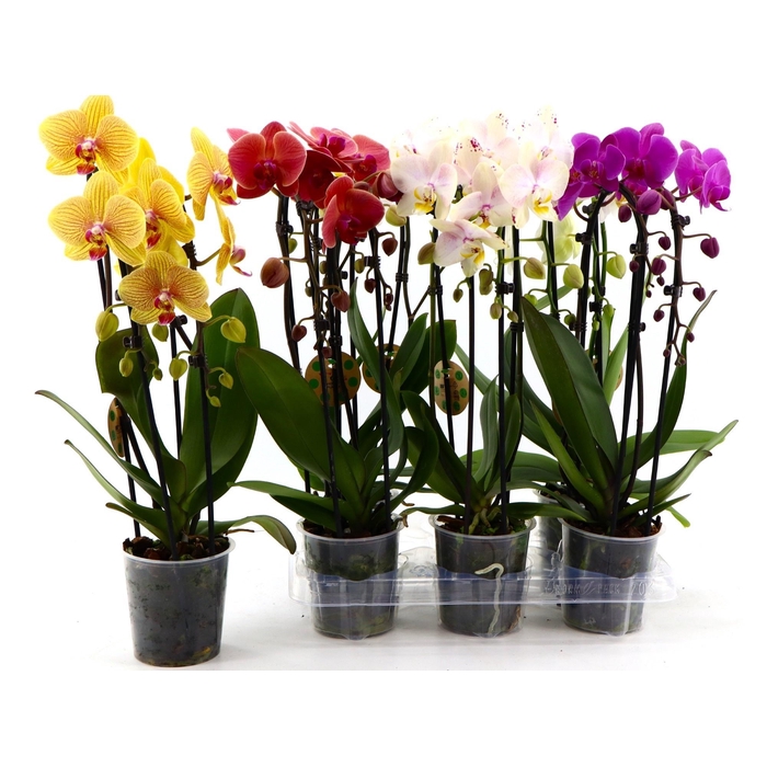 <h4>PHAL EL CASCADE</h4>