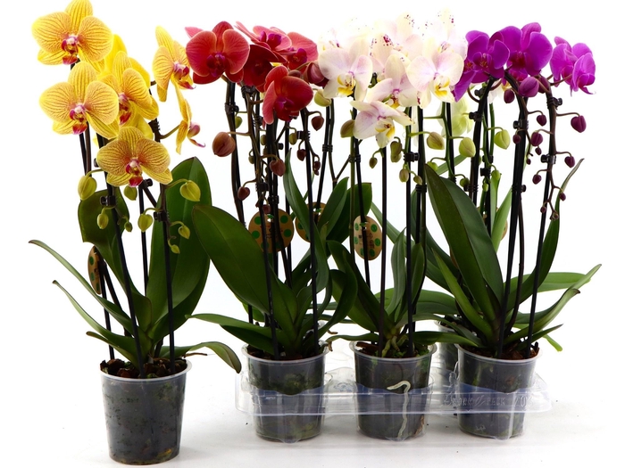 PHAL EL CASCADE
