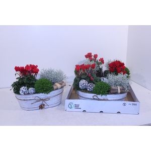 ARR TUINPLANTEN