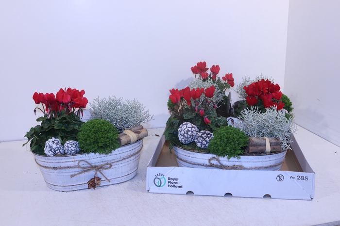 <h4>ARR TUINPLANTEN</h4>