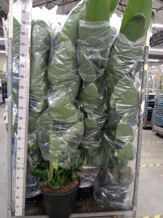 <h4>Strelitzia nicolai</h4>