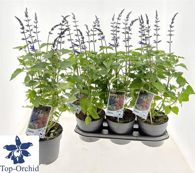 <h4>Salvia Lake Blueberr</h4>