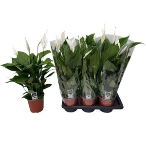 Spath Pearl Cupido