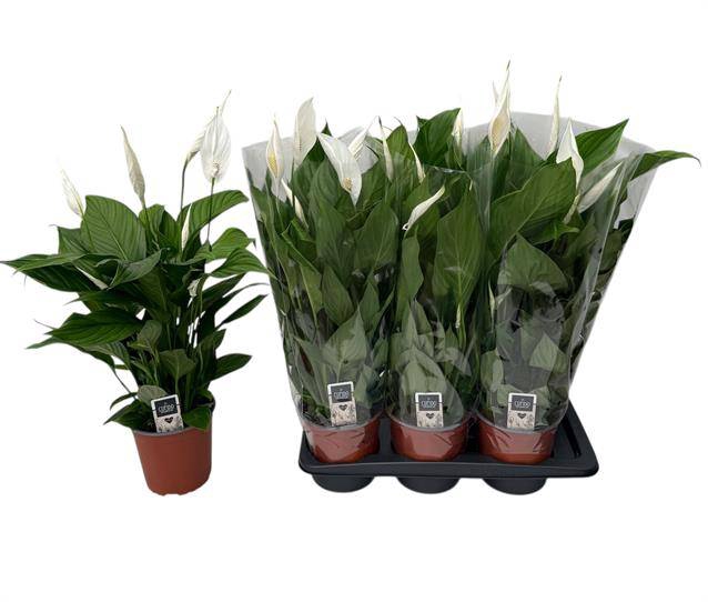 <h4>Spath Pearl Cupido</h4>