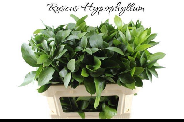 <h4>RUSCUS HYPOPHYLLUM</h4>