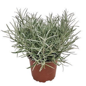 HELICH ITALICUM