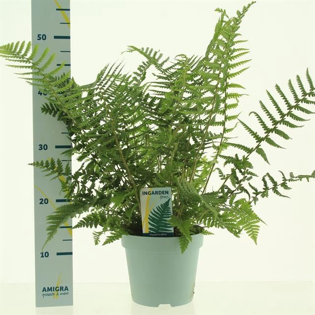 Dryopteris affinis