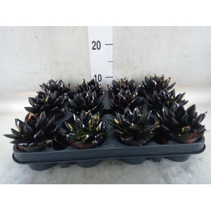 Echeveria  'Miranda'