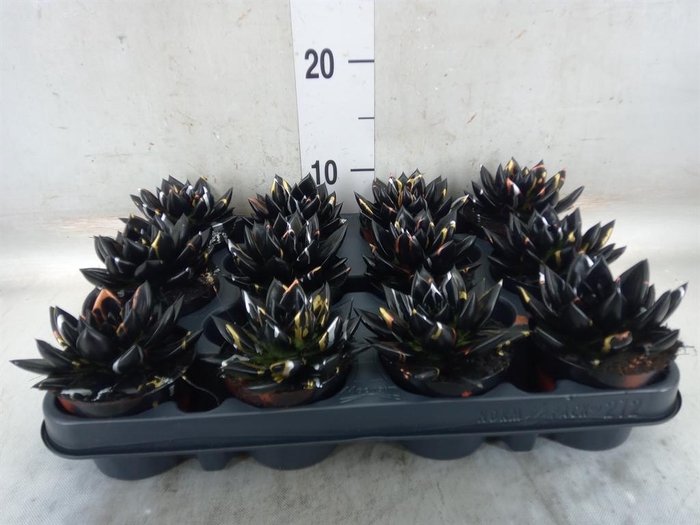 <h4>Echeveria  'Miranda'</h4>