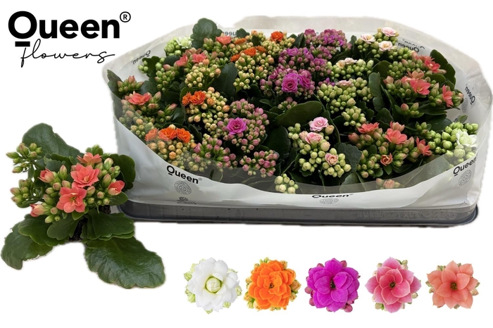 arr8 Kal Ge Rf Gem 5 Kl